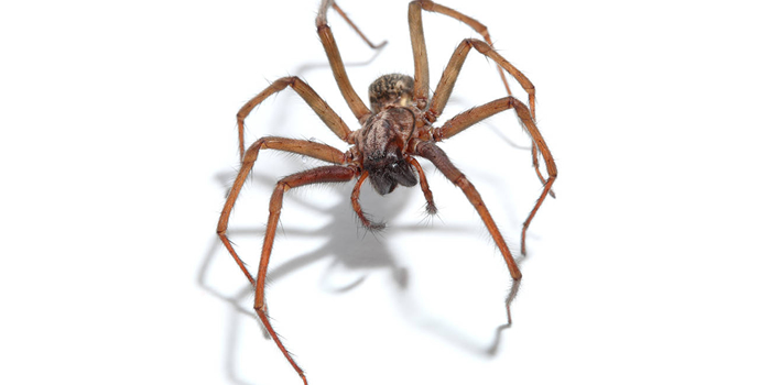 Spiders Crickets Staten Island NY Pest Control Exterminator