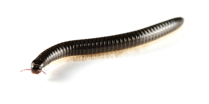 Worms Flies Staten Island NY Pest Control Exterminator